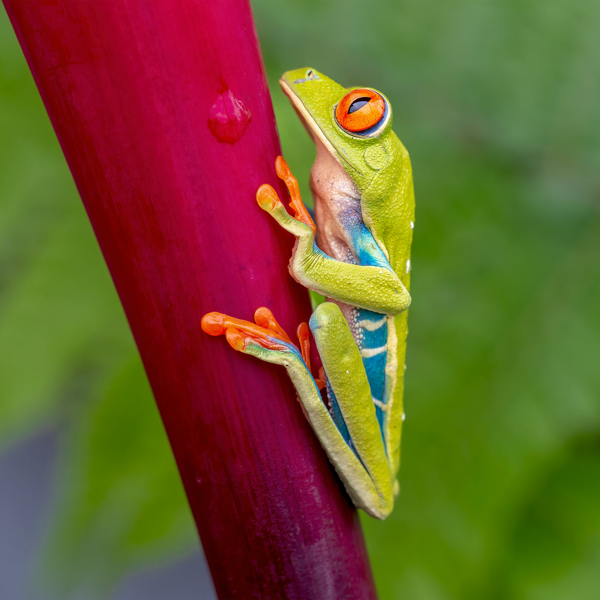 Agalychnis callidryas Poster och Canvastavla