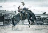 Cowboy in action Poster och Canvastavla