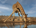 Giraffe Having a Drink Poster och Canvastavla