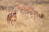 Roar!! Poster och Canvastavla