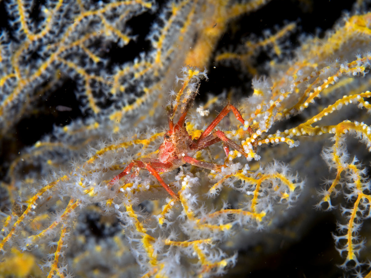 Decorator Crab Poster och Canvastavla