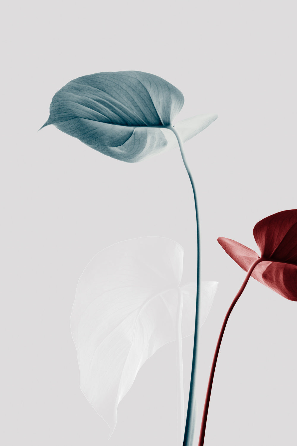 Monstera Creative 23 Poster och Canvastavla