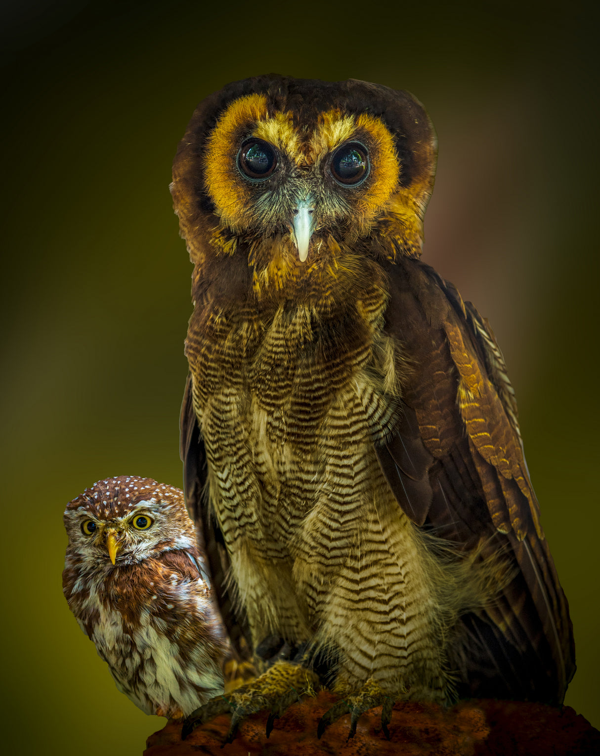 Owl Poster och Canvastavla