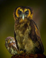 Owl Poster och Canvastavla