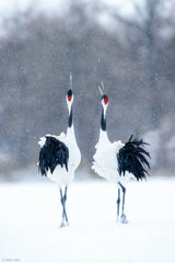 Tsuru (Crane), pair Poster och Canvastavla