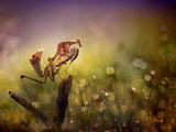 Mantis in Colorful World Poster och Canvastavla