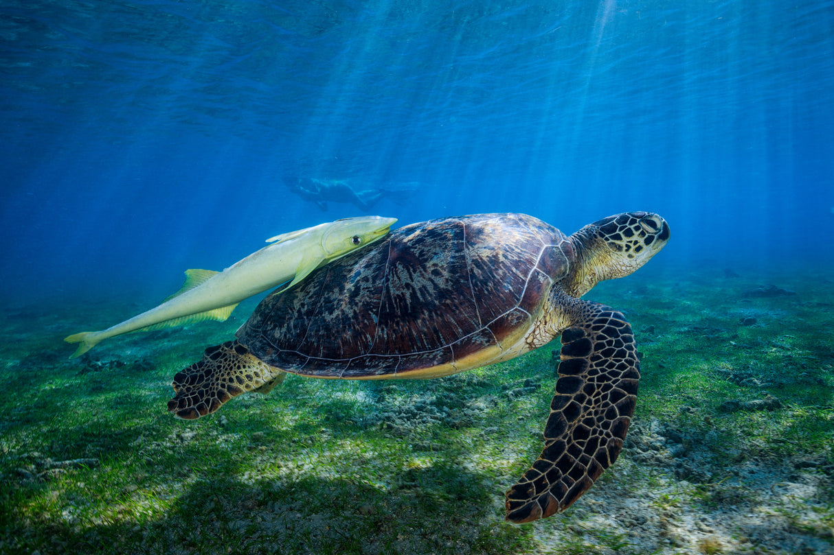 Sea Turtle Poster och Canvastavla