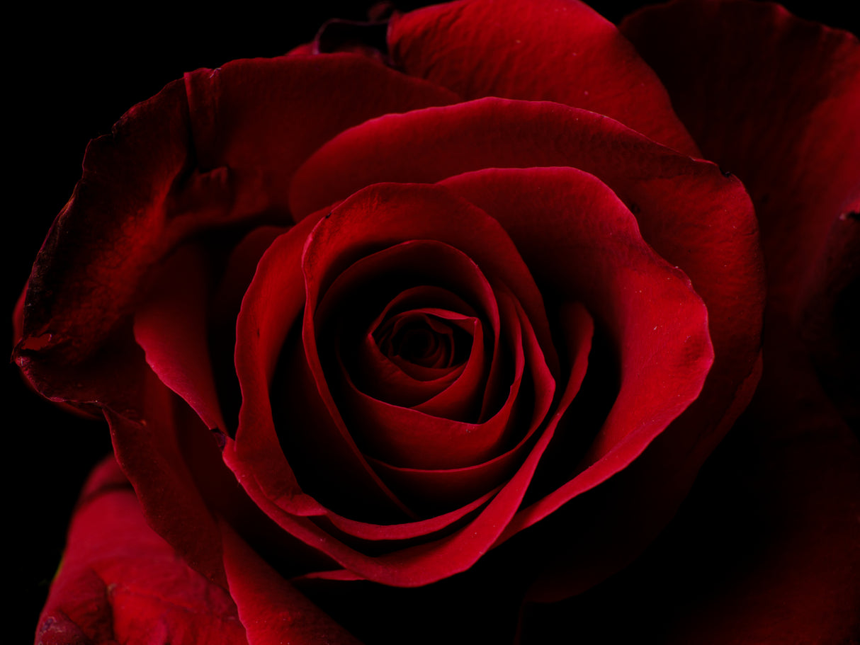 macro shot of a beautiful red rose Poster och Canvastavla