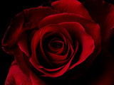macro shot of a beautiful red rose Poster och Canvastavla