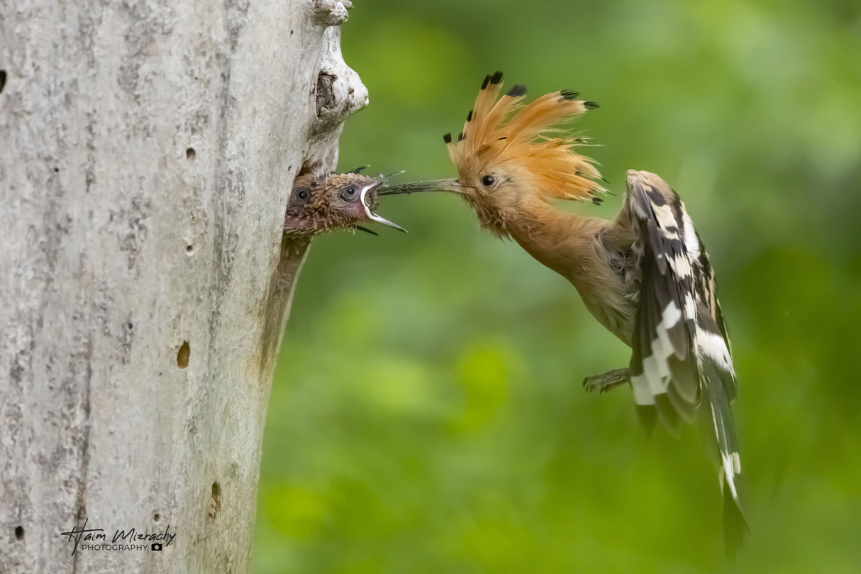 MAMA Hoopoes FEEDING HER BABIES Poster och Canvastavla