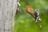 MAMA Hoopoes FEEDING HER BABIES Poster och Canvastavla