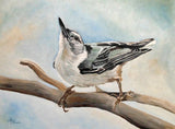 Tuning In   White Breasted Nuthatch Poster och Canvastavla