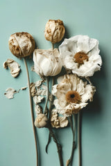 Dry Flowers on Turquoise Background Poster och Canvastavla