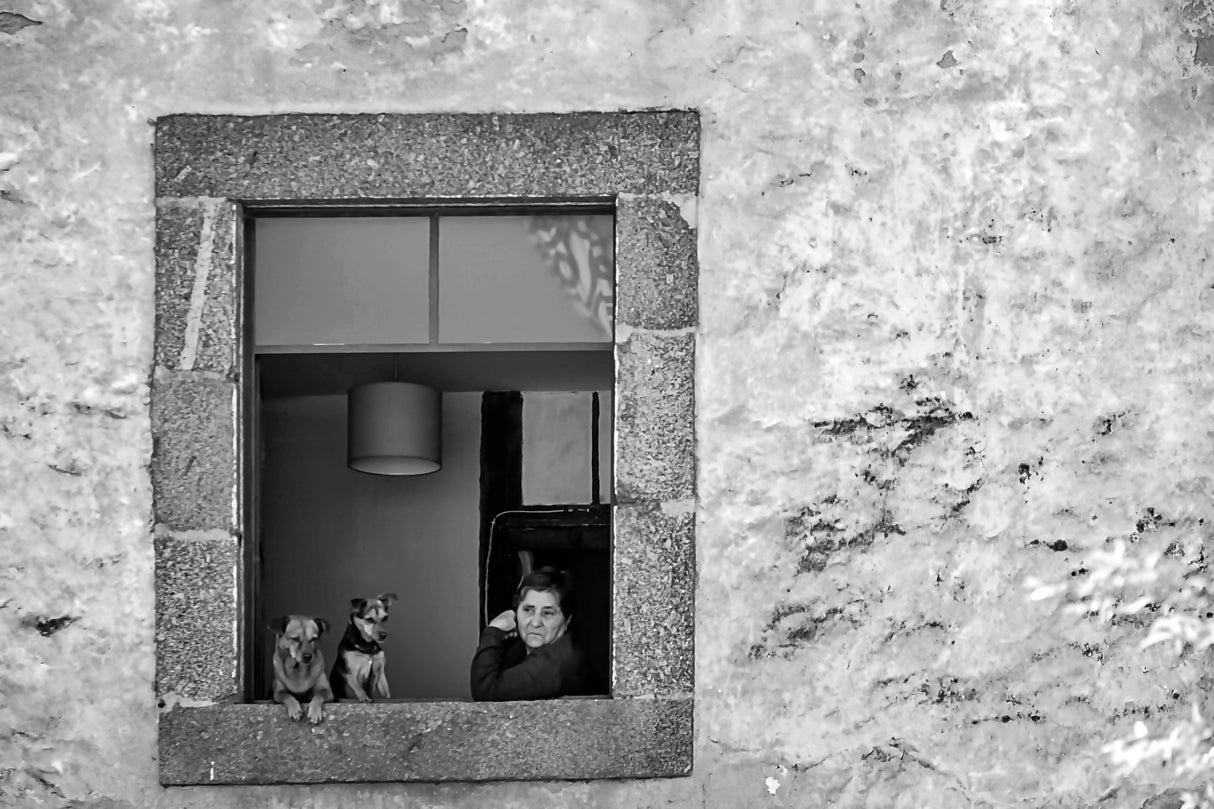 The window. Poster och Canvastavla