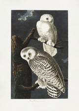 Snowy Owl From Birds of America (1827) Poster och Canvastavla