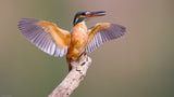 Kingfisher Poster och Canvastavla
