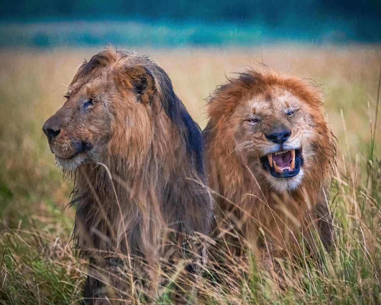 Brotherly Humor Poster och Canvastavla