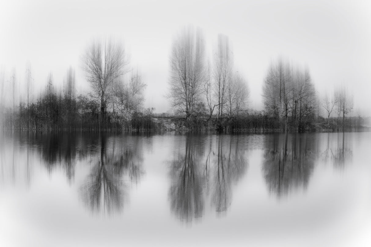 Reflected trees Poster och Canvastavla