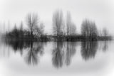 Reflected trees Poster och Canvastavla
