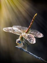 dragonfly 3 Poster och Canvastavla