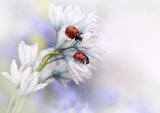 Ladybirds Poster och Canvastavla