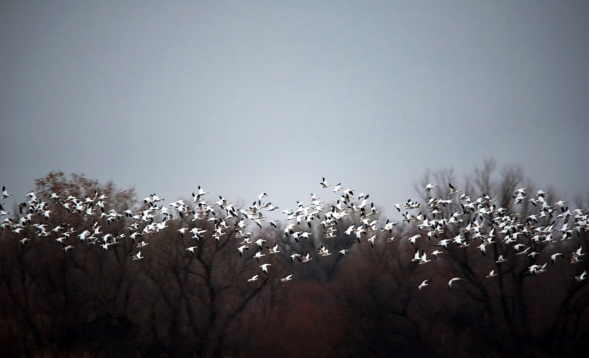 White leaves Poster och Canvastavla