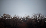 White leaves Poster och Canvastavla