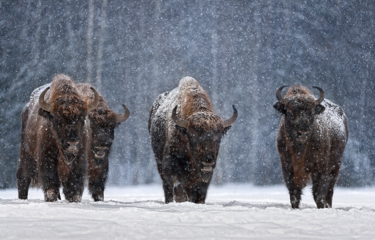 Let it snow.. Poster och Canvastavla