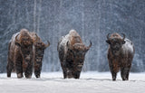 Let it snow.. Poster och Canvastavla