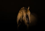 gold horse Poster och Canvastavla