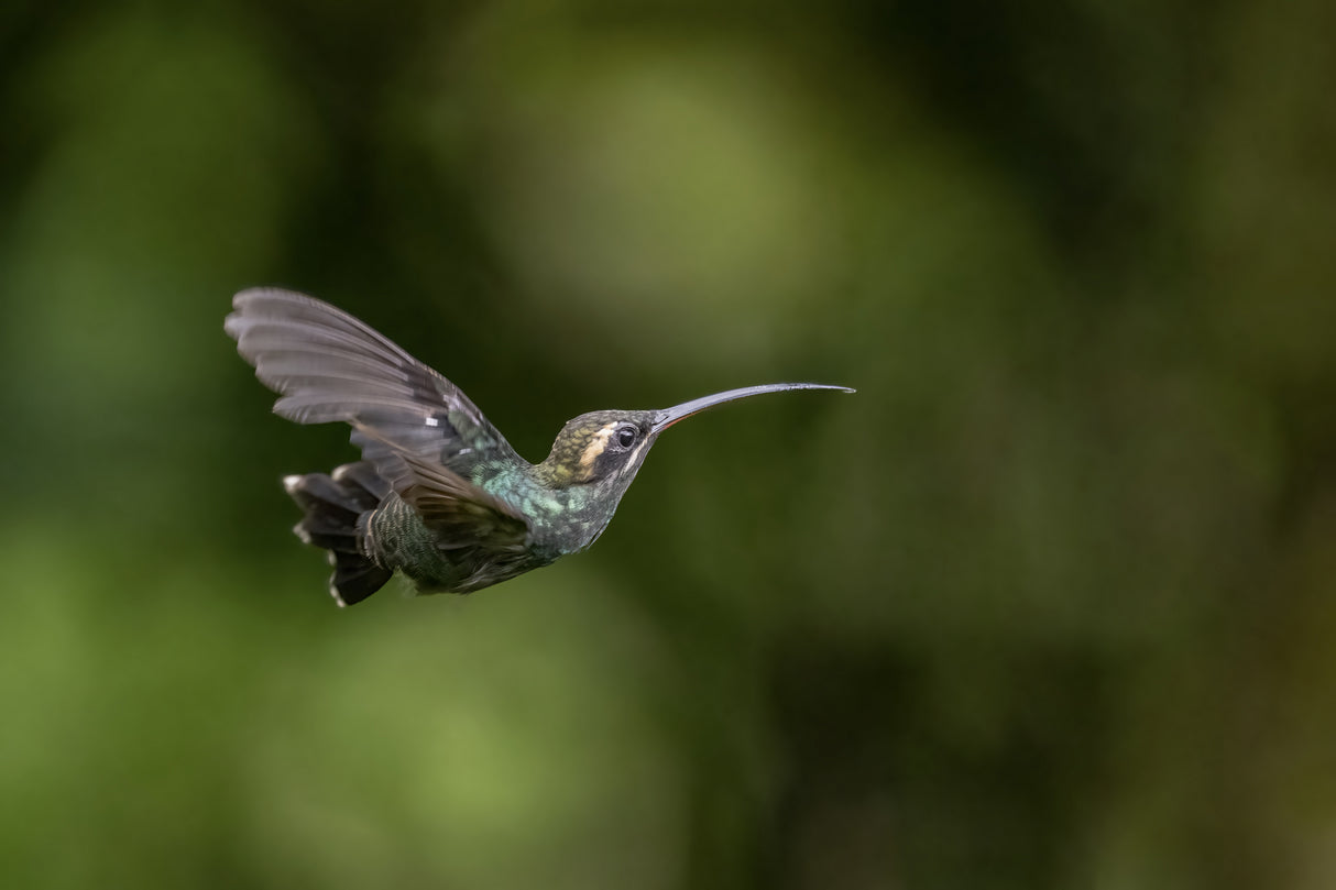 White_Whiskered Hermit Hummingbird Poster och Canvastavla
