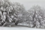 Snow-covered trees Poster och Canvastavla