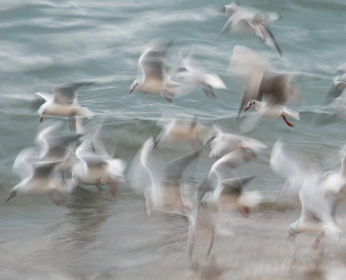 Birds Poster och Canvastavla