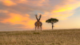 African Savannah Giraffe Poster och Canvastavla