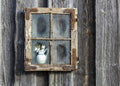 Spring flowers in the window Poster och Canvastavla