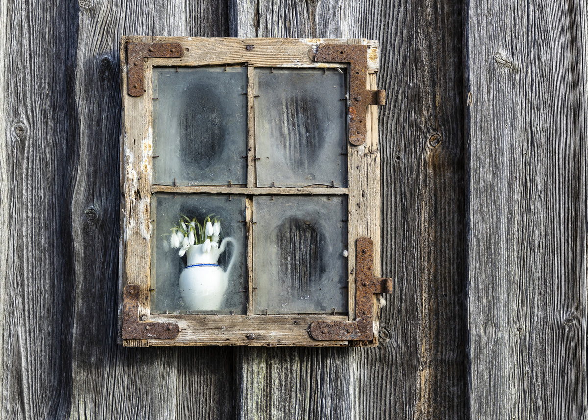 Spring flowers in the window Poster och Canvastavla