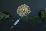 Flowers on the water Poster och Canvastavla