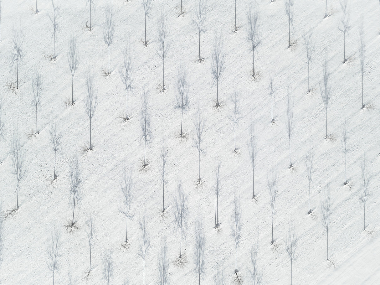 some trees Poster och Canvastavla