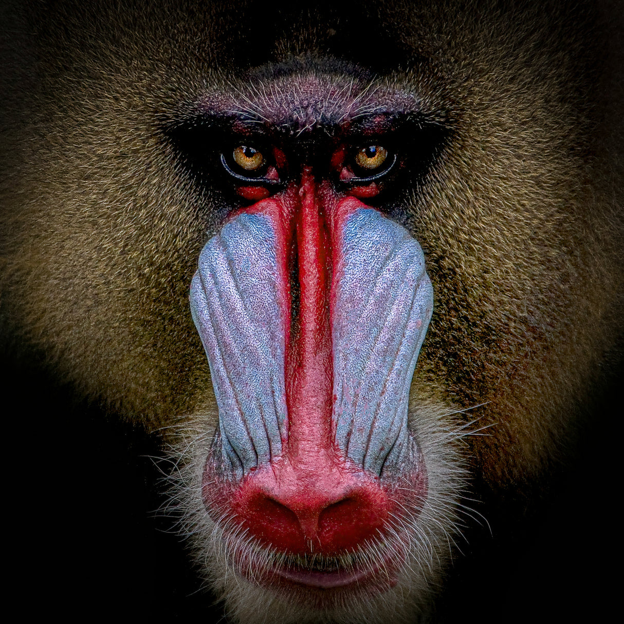 Mandril Poster och Canvastavla