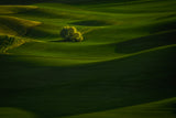 Green wheat Field Poster och Canvastavla
