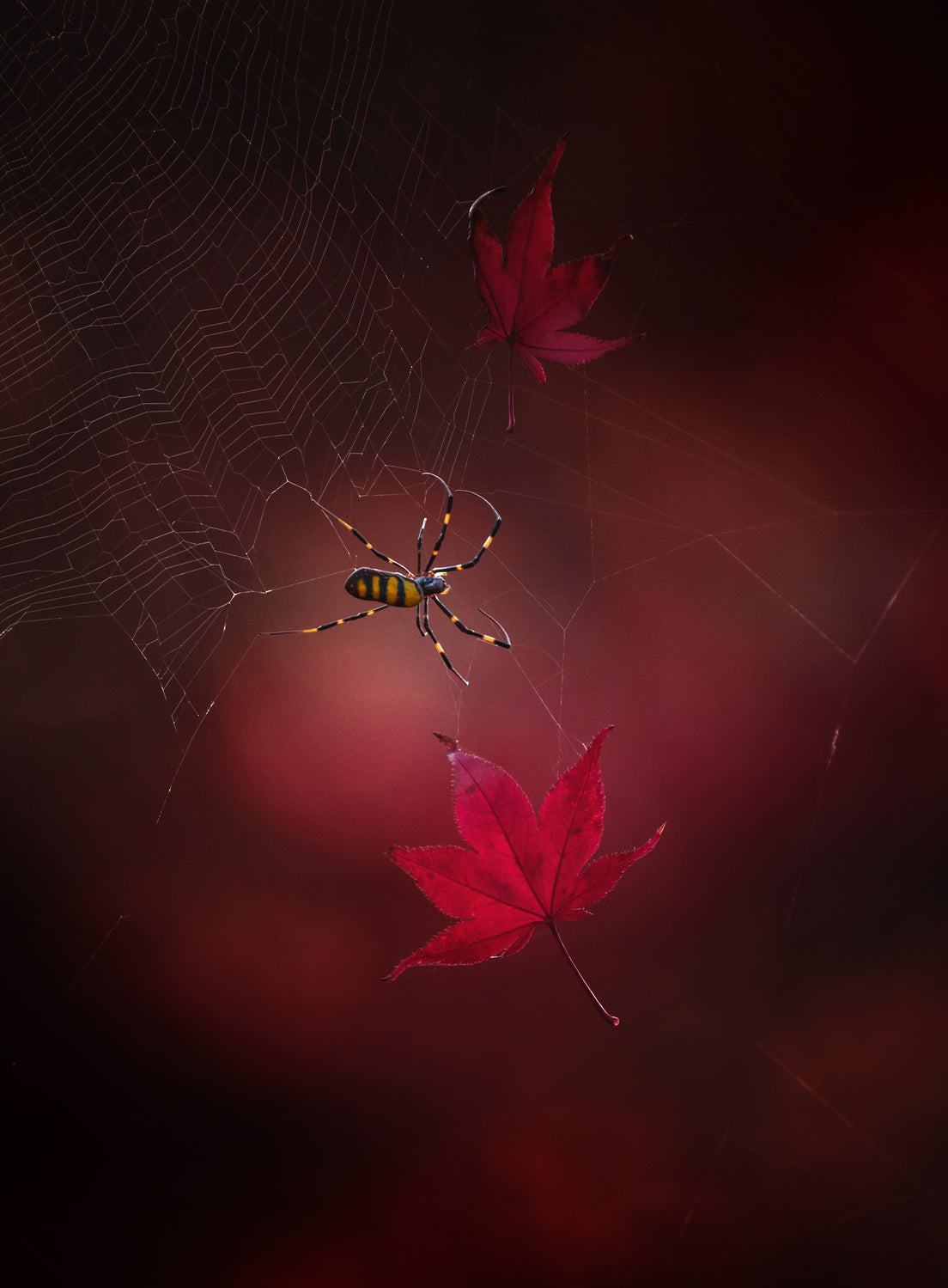 Captured red Poster och Canvastavla