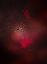 Captured red Poster och Canvastavla