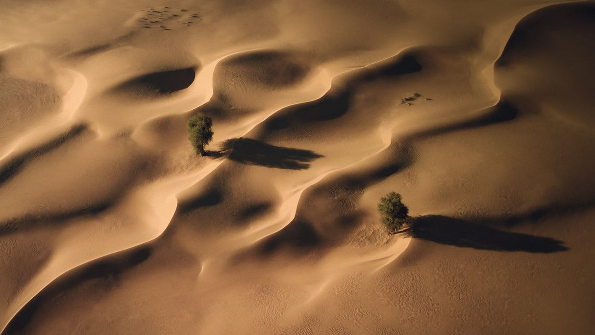 Life in the middle of Desert Poster och Canvastavla