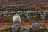 Waiting for the Winter Poster och Canvastavla