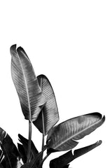Bird of Paradise Plant Black and White 03 Poster och Canvastavla