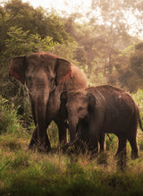 The elephant son and mother Poster och Canvastavla