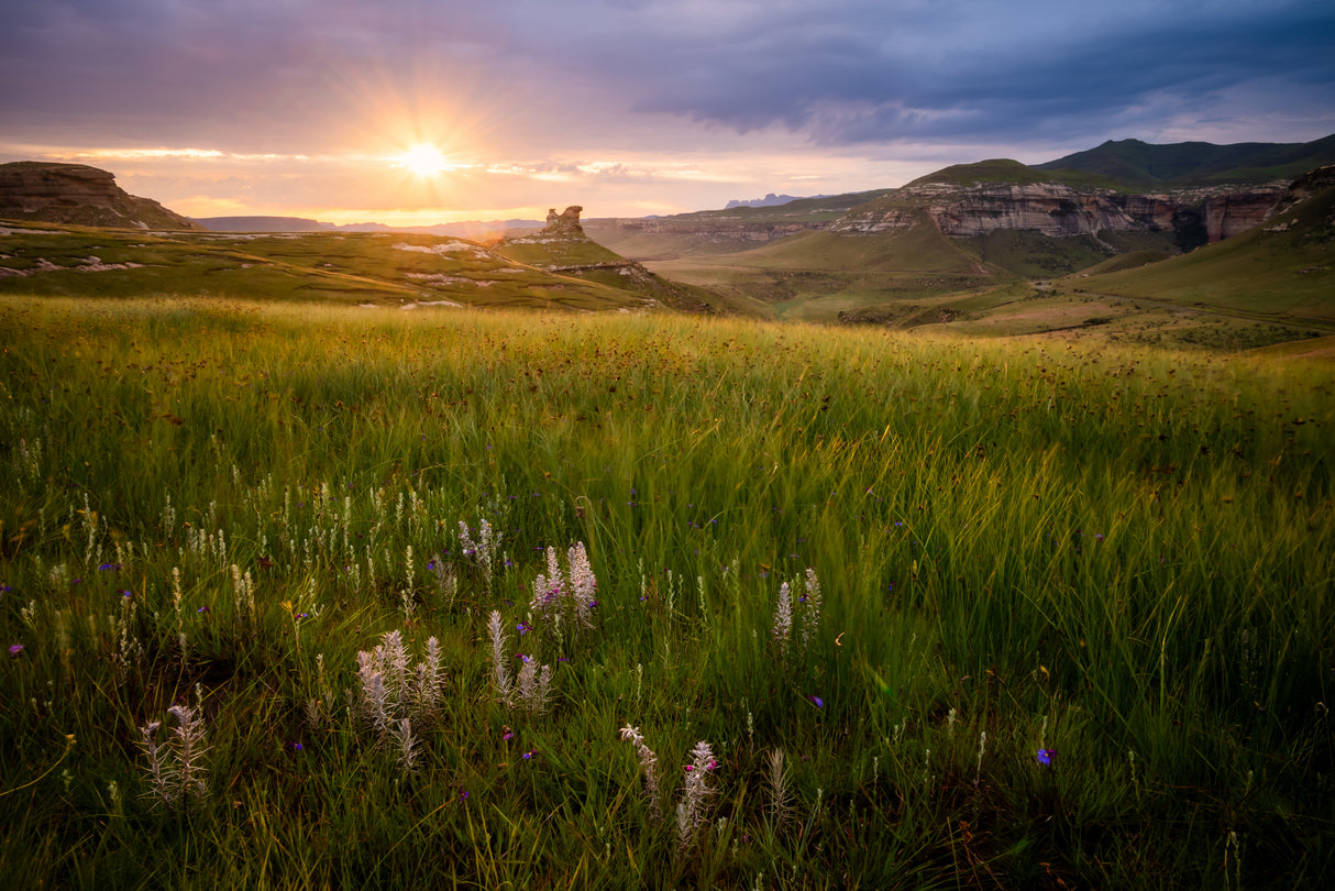 Wildflowers Sunrise Poster och Canvastavla