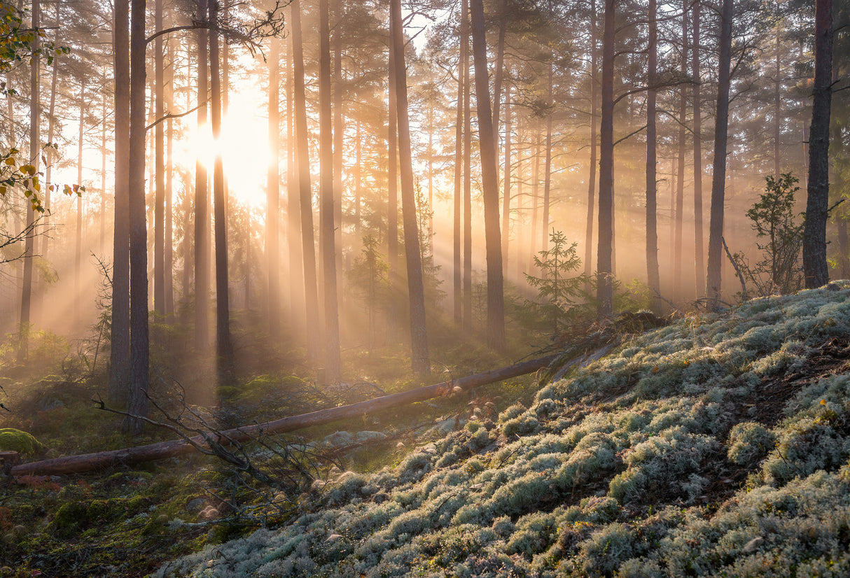 Fog in the forest with white moss in the forground Poster och Canvastavla