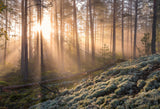 Fog in the forest with white moss in the forground Poster och Canvastavla