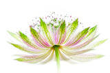 Astrantia major Poster och Canvastavla
